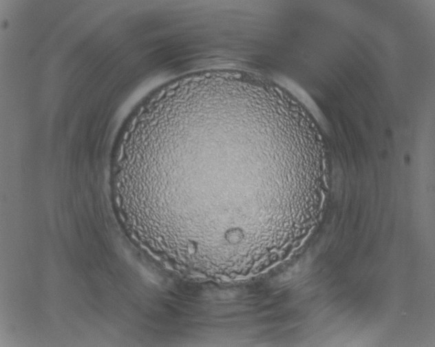 X0000067951051200604272054