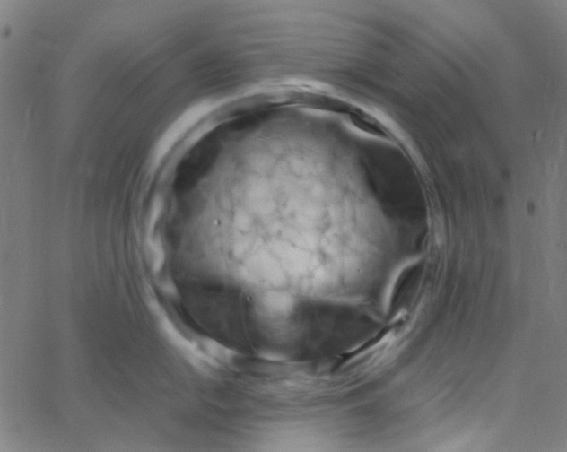 X0000067951054200604272054