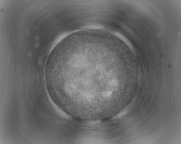 X0000067951055200604272054