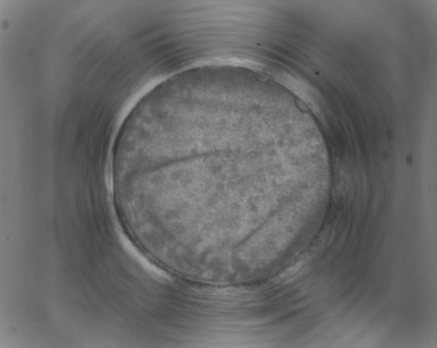 X0000067951084200604272053