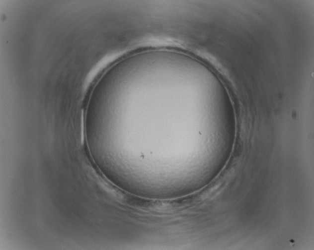 X0000067951175200604272052