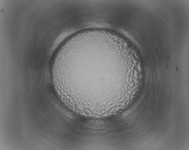 X0000067951215200604272051