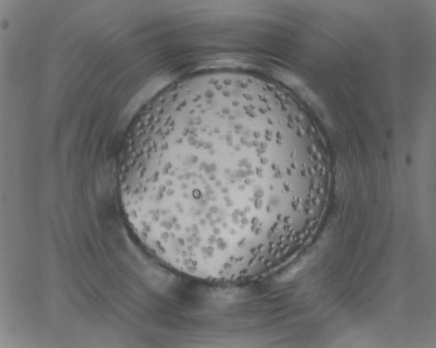 X0000067951233200604272051