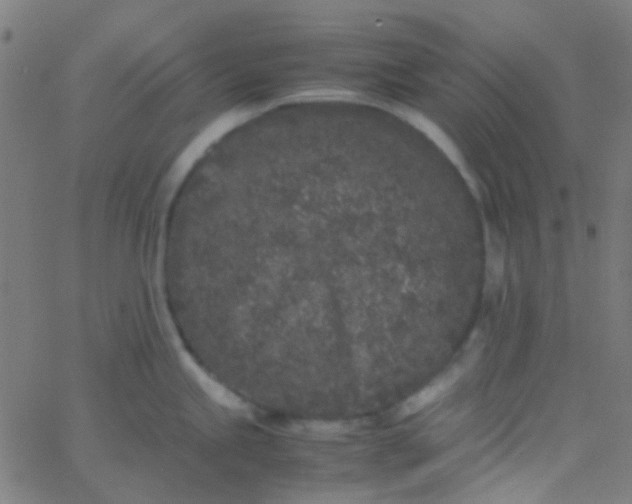 X0000067951245200604272051