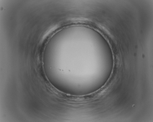 X0000067951261200604272050