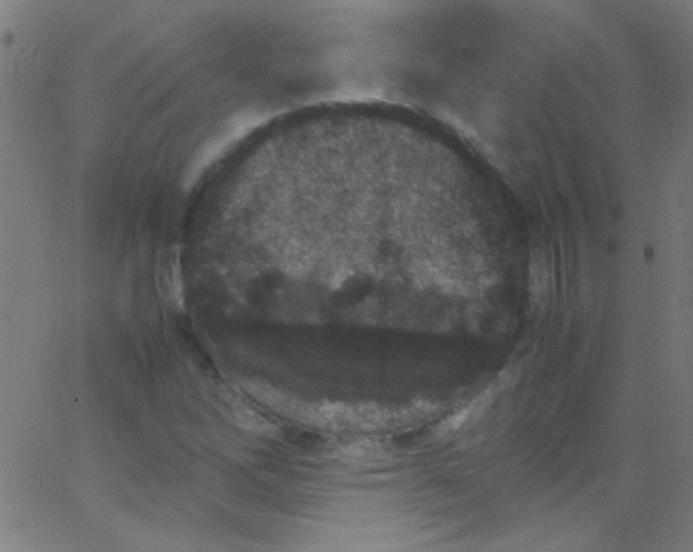 X0000067951262200604272050