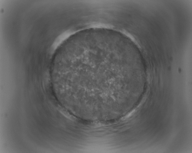 X0000067951263200604272050