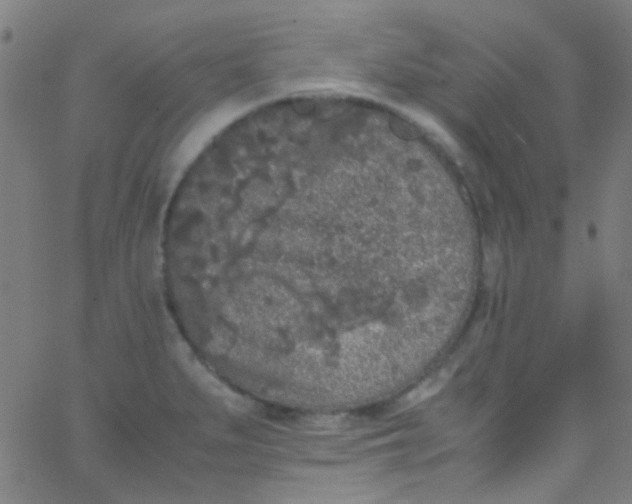 X0000067951279200604272050