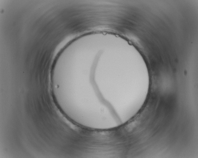 X0000067951286200604272050