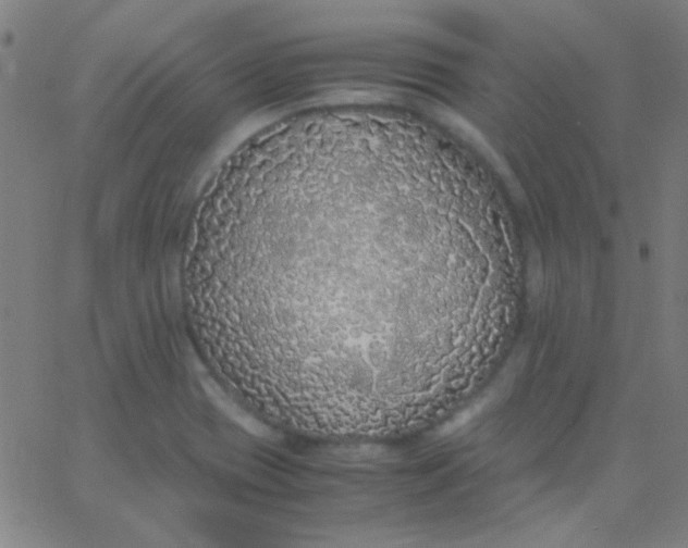 X0000067951417200604272048