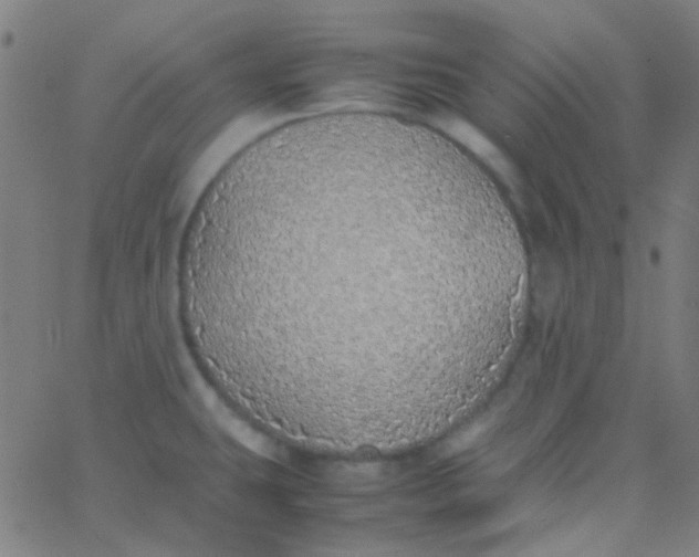 X0000067951431200604272048