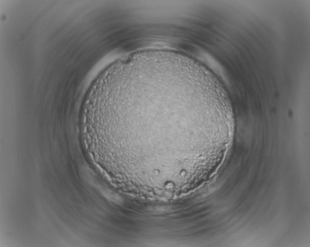 X0000067951435200604272048