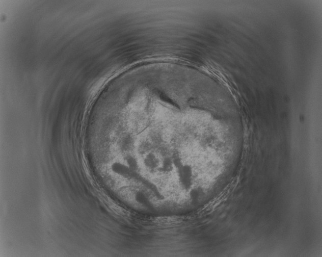 X0000067950145200605041834