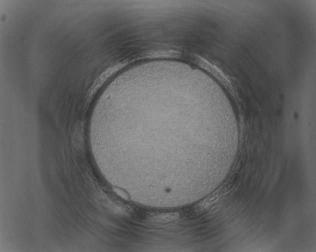 X0000067950155200605041835