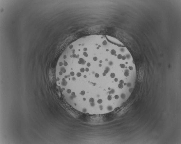 X0000067950335200605041832