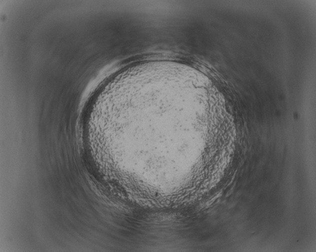 X0000067950343200605041831