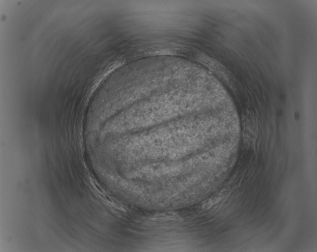 X0000067950386200605041831