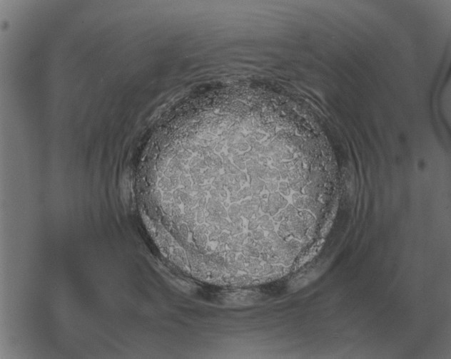 X0000067950527200605041829