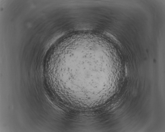 X0000067950627200605041826