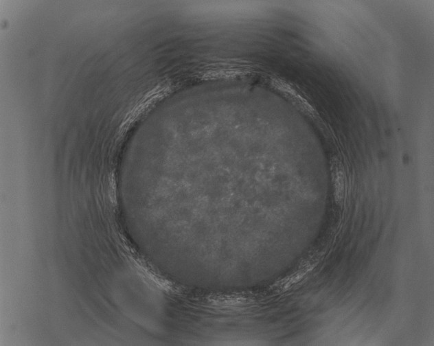 X0000067950729200605041825