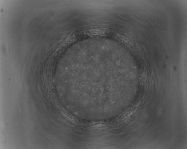 X0000067950913200605041822