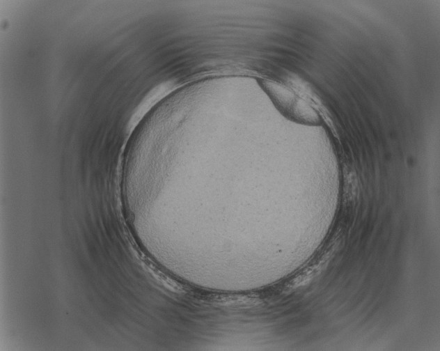 X0000067951002200605041821