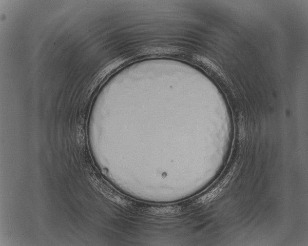 X0000067951025200605041820