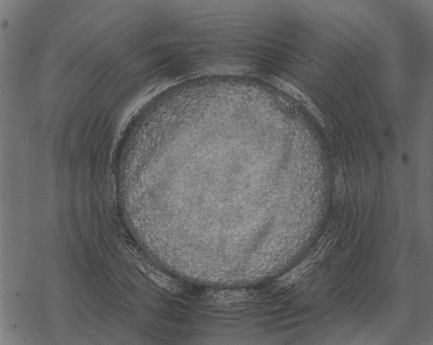 X0000067951027200605041820