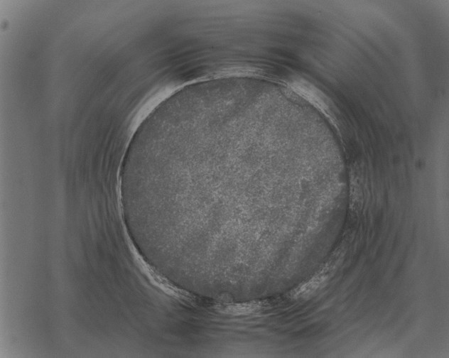 X0000067951047200605041821