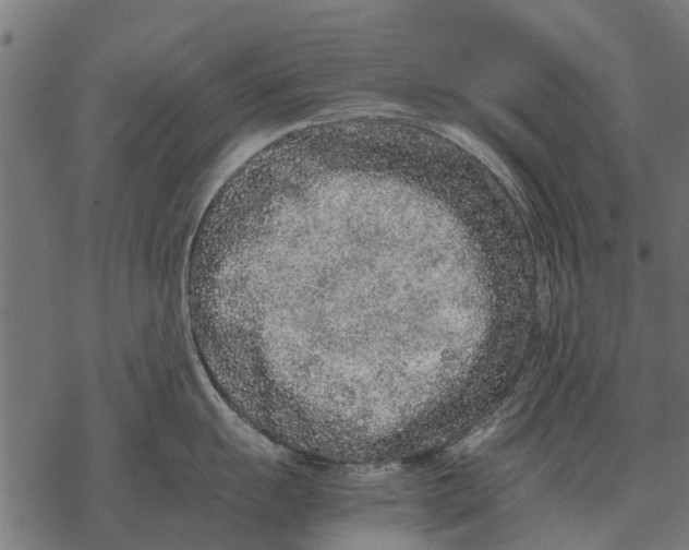 X0000067951055200605041821