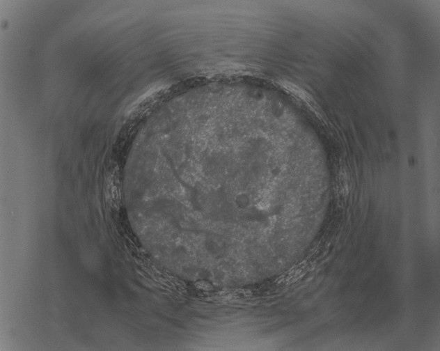 X0000067951063200605041820