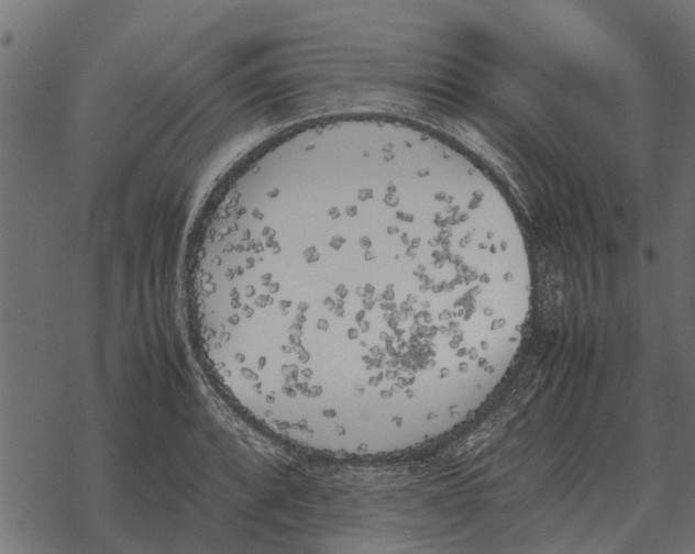 X0000067951088200605041819