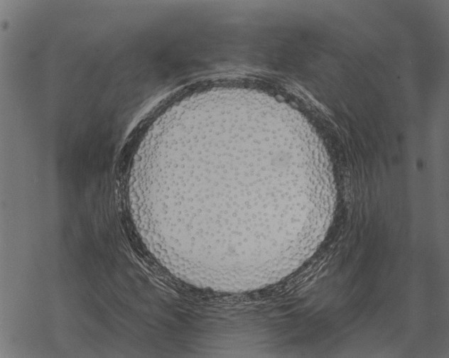 X0000067951208200605041817