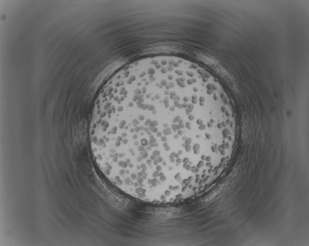 X0000067951233200605041817