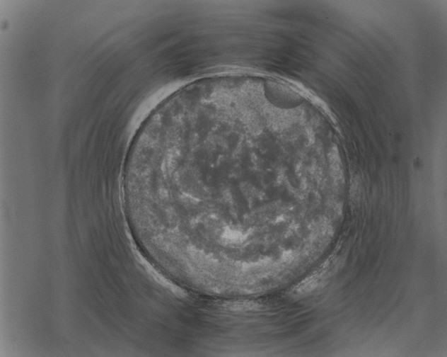 X0000067951239200605041817