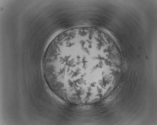 X0000067951243200605041817