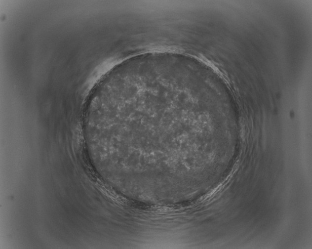 X0000067951263200605041817