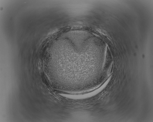 X0000067951445200605041814