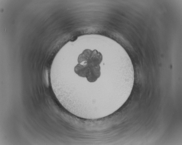 X0000067950022200605112137