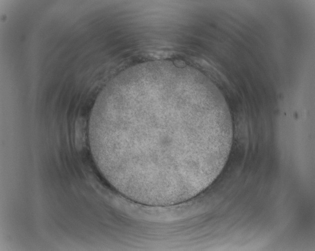 X0000067950030200605112137