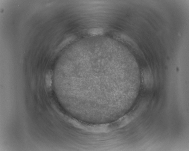 X0000067950032200605112137