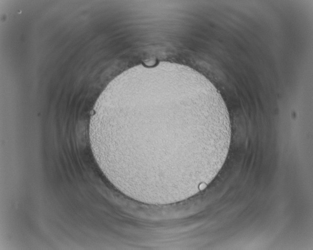 X0000067950034200605112137