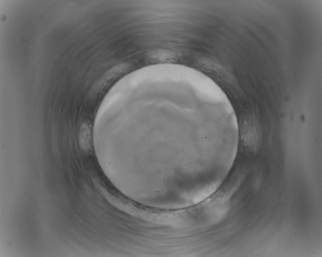 X0000067950036200605112137