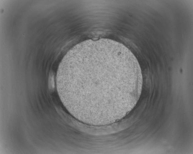 X0000067950042200605112136