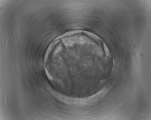 X0000067950048200605112136