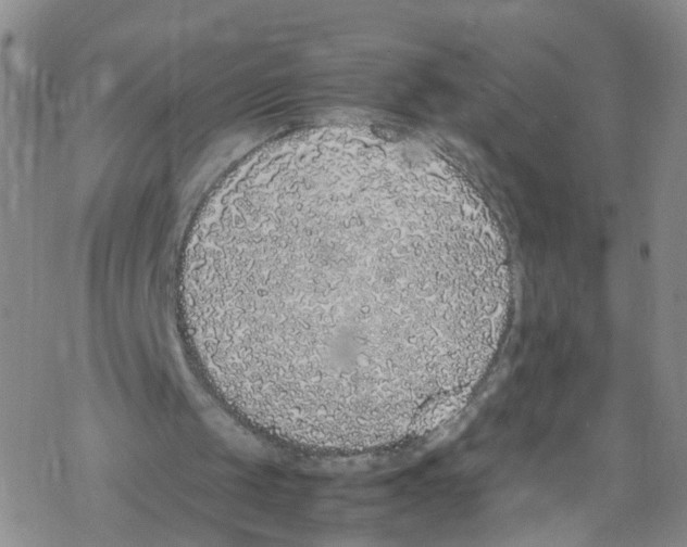 X0000067950049200605112136