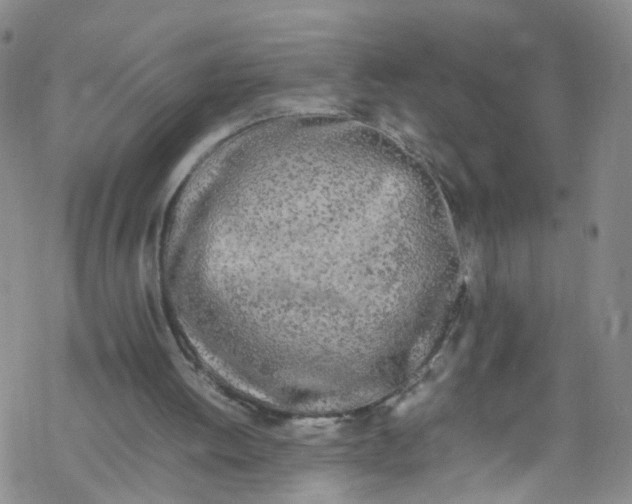 X0000067950052200605112136