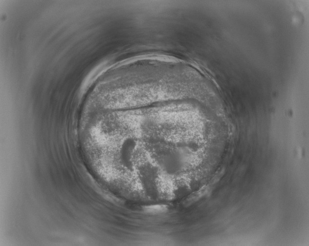 X0000067950053200605112136