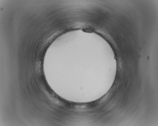 X0000067950066200605112136