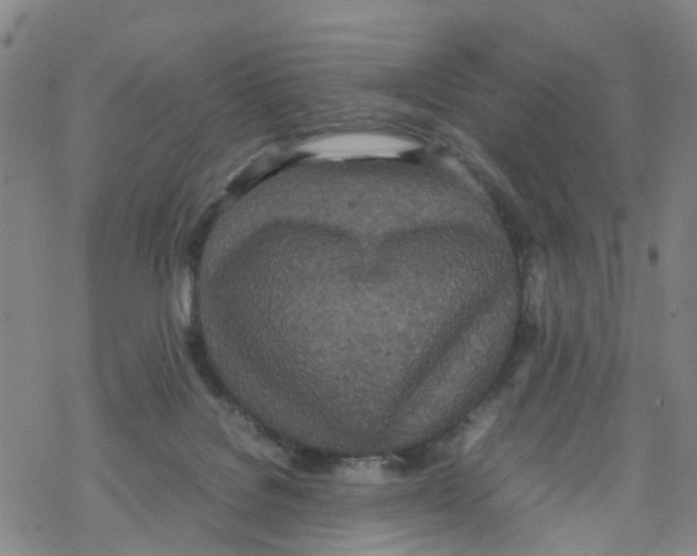 X0000067950076200605112136